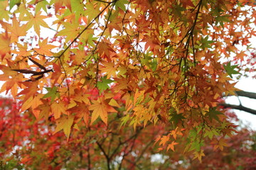 色づくもみじの葉