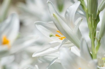 White lily flower, beautiful background, a symbol of cleanliness and tenderness