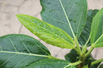 水滴が付いたフィカス・アルテシマの若葉