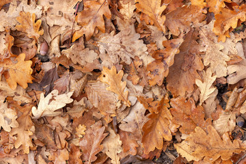 Autumn in nature,Sunny day,yellow leaves in the forest.