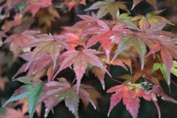 色づくもみじの葉