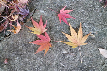 もみじの落ち葉