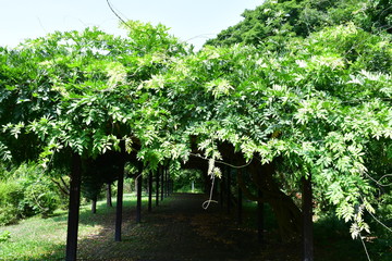 精進川 遊歩道2月