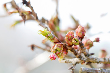 English hawthorn (Crataegus laevigata Paul's Scarlett) buds