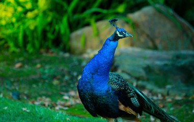 Obraz premium Curious peacock