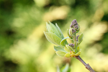 Lilac (Syringa vulgaris) buds in the garden