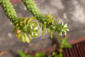 Ornamental Hemp cactus in garden 