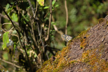 Monarch butterfly