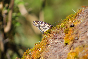 Monarch butterfly
