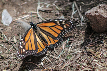 Monarch butterfly