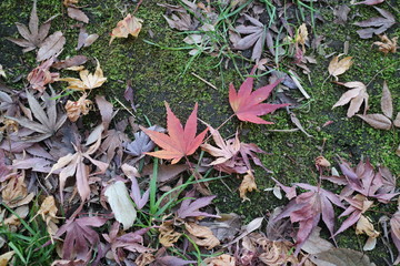 もみじの落ち葉