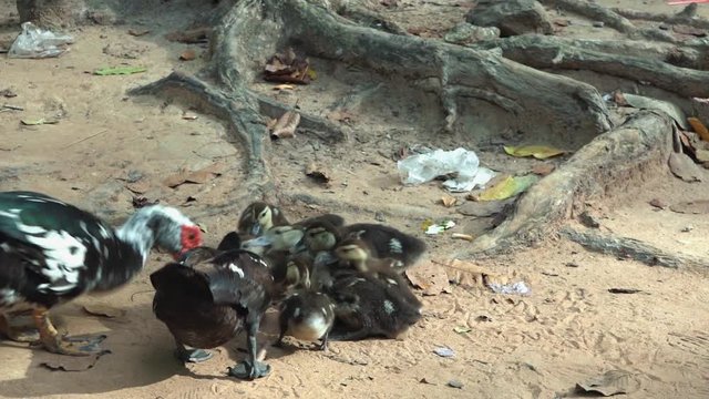 Muscovy Ducks feeding in Cambodia