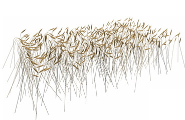 beautiful fragment of wheat spikelets field isolated on white background - agriculture, top - side view industrial 3D illustration