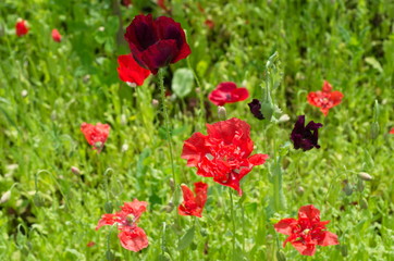 Obraz na płótnie Canvas red poppies in a field