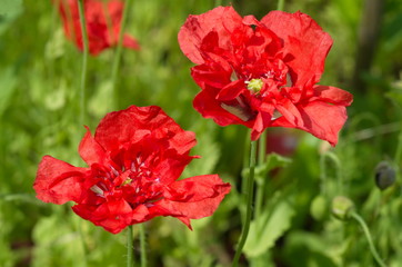 Red Terry poppies in the garden close-up 