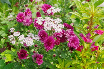 Pink chrysanthemums and white Common yarrow (Achillea millefoliumwhite) in the garden