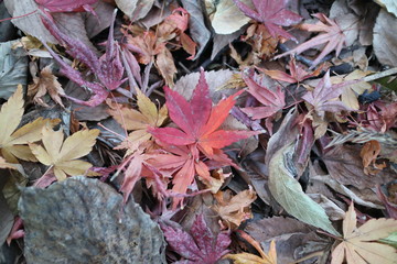 もみじの落ち葉
