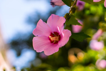 One bud of a blossoming flower close-up full screen