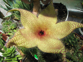 Unusual, large flower of the plant Stapelia gigantea, shaggy five-pointed star, close-up