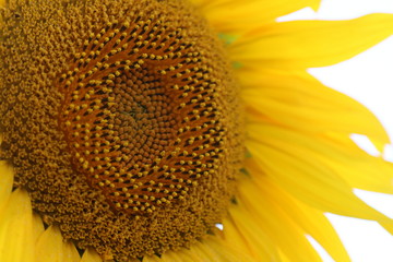 Yellow sunflower Macro closeup