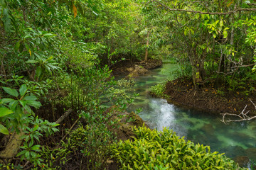 Fototapeta na wymiar Pristine and tranquil mangrove swamp of Tha Pom Khlong Song Nam in Krabi, Thailand 