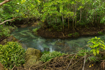 Pristine and tranquil mangrove swamp of Tha Pom Khlong Song Nam in Krabi, Thailand 