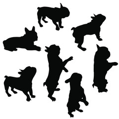 Set of vector silhouettes of a French bulldog in different poses, standing, lying, sitting, black color, isolated on white background