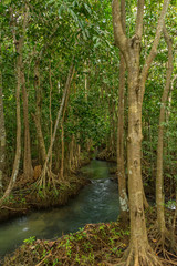 Pristine and tranquil mangrove swamp of Tha Pom Khlong Song Nam in Krabi, Thailand 