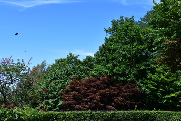 Obraz premium 天神山 木々