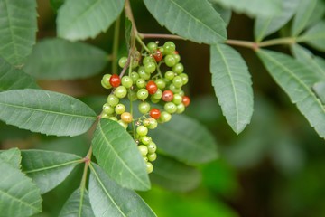 Lace on the tree, thailand