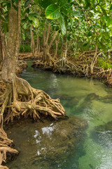 Pristine and tranquil mangrove swamp of Tha Pom Khlong Song Nam in Krabi, Thailand 