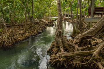 Pristine and tranquil mangrove swamp of Tha Pom Khlong Song Nam in Krabi, Thailand 