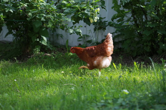  chicken  is going in the grass. Loman Braun chiken