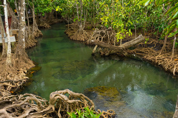 Pristine and tranquil mangrove swamp of Tha Pom Khlong Song Nam in Krabi, Thailand 