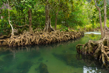 Pristine and tranquil mangrove swamp of Tha Pom Khlong Song Nam in Krabi, Thailand 