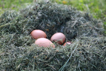 eggs in the beautiful nest