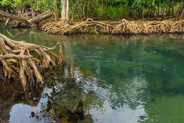 Pristine and tranquil mangrove swamp of Tha Pom Khlong Song Nam in Krabi, Thailand 