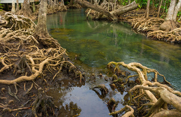 Pristine and tranquil mangrove swamp of Tha Pom Khlong Song Nam in Krabi, Thailand 