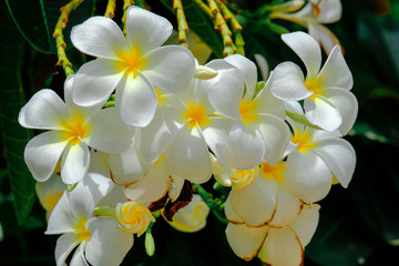 White Plumeria Flowers blooming on tree,Spa flowers