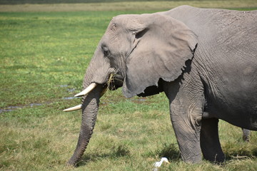 Fototapeta na wymiar African Elephant Eating, Trunk Down, Amboseli, Kenya
