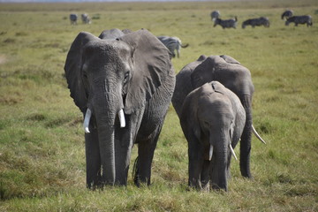 Naklejka na ściany i meble Three African Elephants from the Front, Medium-Long Shot, Amboseli, Kenya