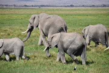 Naklejka na ściany i meble Several Younger African Elephants, Amboseli National Park, Kenya