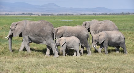Cluster of African Elephants, Amboseli, Kenya