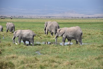 Naklejka na ściany i meble Herd of African Elephants Cooling Off in Swamp, Amboseli, Kenya