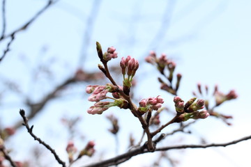 Cherry blossom bud_01／桜の蕾_01