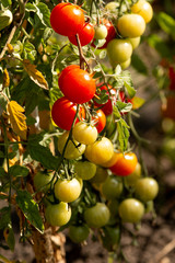 red and green cherry tomatoes on a bush