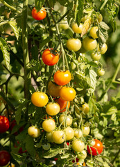 red and green cherry tomatoes on a bush