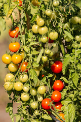 red and green cherry tomatoes on a bush