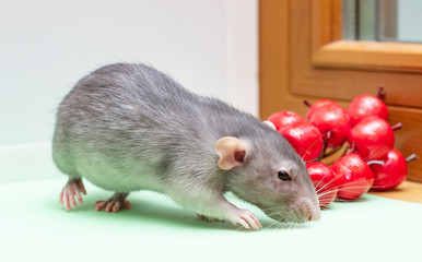 rat - a symbol of chinese new year 2020 - in the Christmas decorations