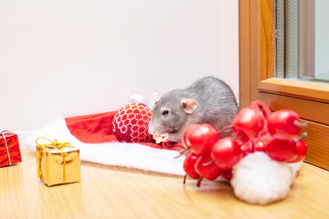 Obraz premium rat - a symbol of chinese new year 2020 - in the Christmas decorations